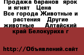 Продажа баранов, ярок и ягнят › Цена ­ 3 500 - Все города Животные и растения » Другие животные   . Алтайский край,Белокуриха г.